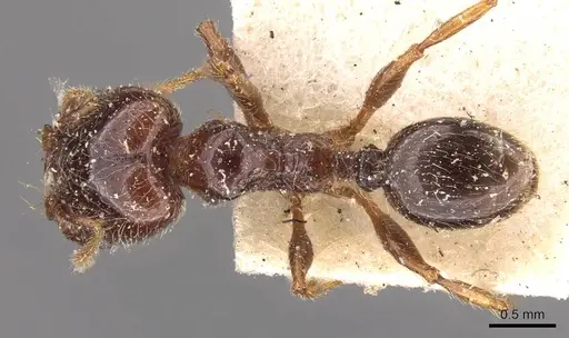 Pheidole vallifica specimen CASENT0908210 image casent0908210_1