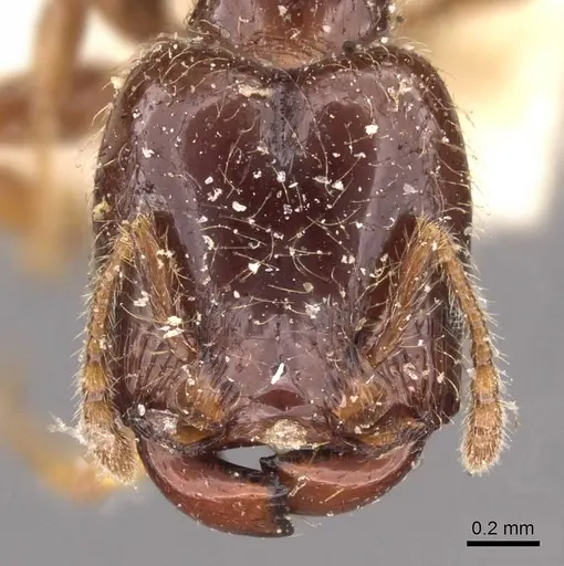 Pheidole vallifica specimen CASENT0908210 image casent0908210_2