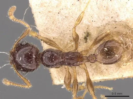 Pheidole vallifica specimen CASENT0908211 image casent0908211_1