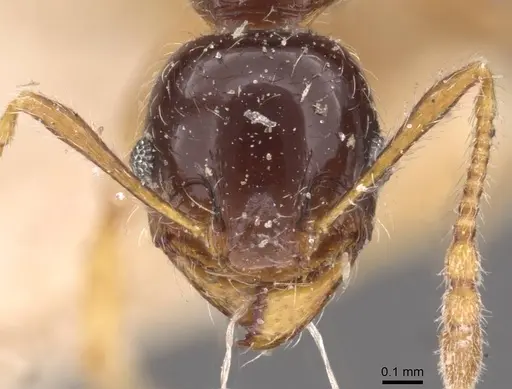 Pheidole vallifica specimen CASENT0908211 image casent0908211_2