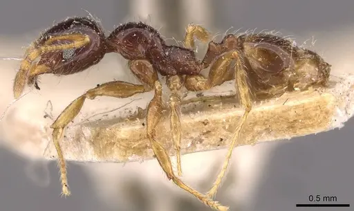 Pheidole vallifica specimen CASENT0908211 image casent0908211_3