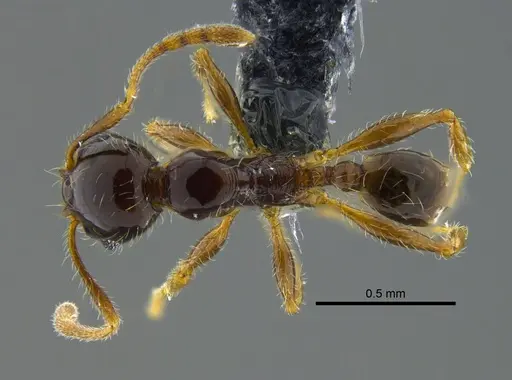 Pheidole vallifica specimen CBUMAGENT40736 image cbumagent40736_1