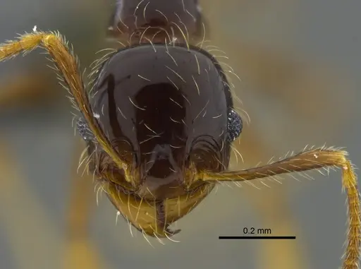 Pheidole vallifica specimen CBUMAGENT40736 image cbumagent40736_2