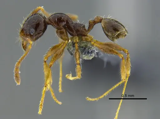 Pheidole vallifica specimen CBUMAGENT40736 image cbumagent40736_3