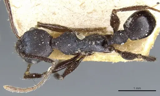 Pheidole vanderveldi specimen CASENT0904207 image casent0904207_1