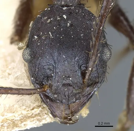 Pheidole vanderveldi specimen CASENT0904207 image casent0904207_2