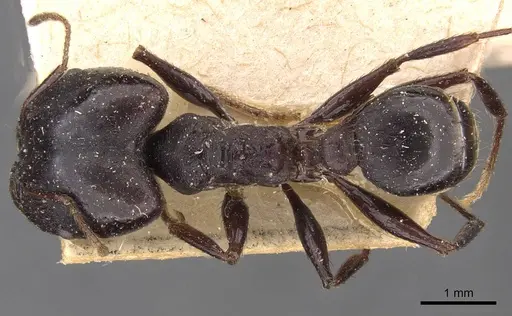 Pheidole vanderveldi specimen CASENT0907835 image casent0907835_1