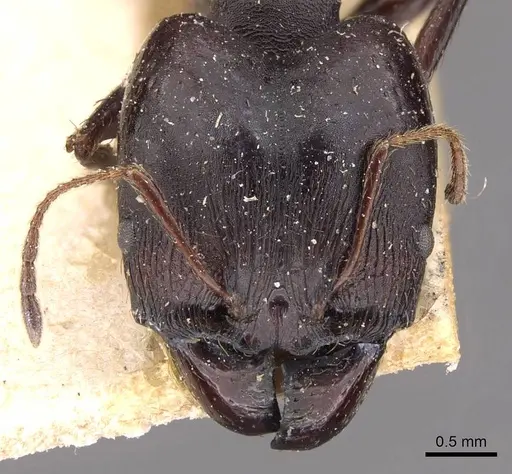 Pheidole vanderveldi specimen CASENT0907835 image casent0907835_2