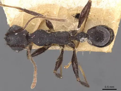 Pheidole vanderveldi specimen CASENT0907836 image casent0907836_1