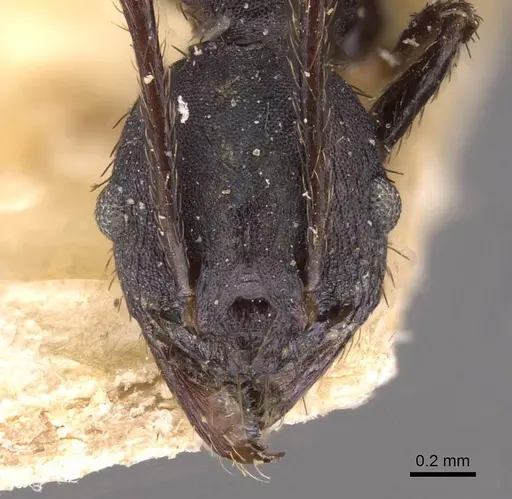 Pheidole vanderveldi specimen CASENT0907836 image casent0907836_2