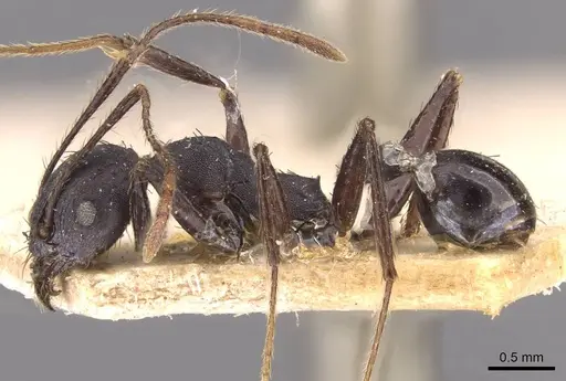 Pheidole vanderveldi specimen CASENT0907836 image casent0907836_3