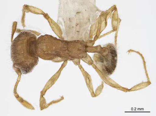 Pheidole variabilis specimen ANTWEB1008694 image antweb1008694_1