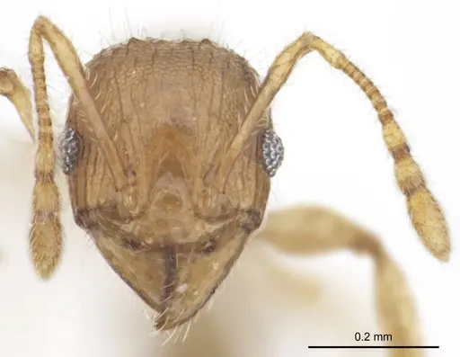 Pheidole variabilis specimen ANTWEB1008694 image antweb1008694_2