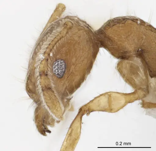 Pheidole variabilis specimen ANTWEB1008694 image antweb1008694_3