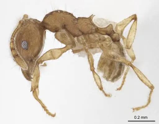Pheidole variabilis specimen ANTWEB1008694 image antweb1008694_4