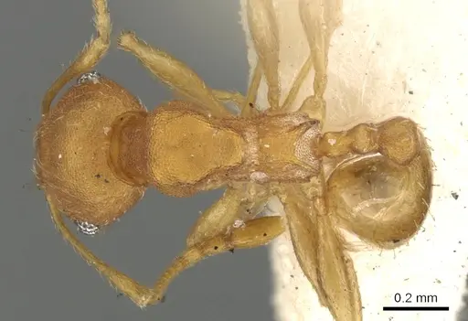 Pheidole variabilis specimen CASENT0901497 image casent0901497_1
