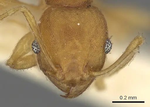 Pheidole variabilis specimen CASENT0901497 image casent0901497_2