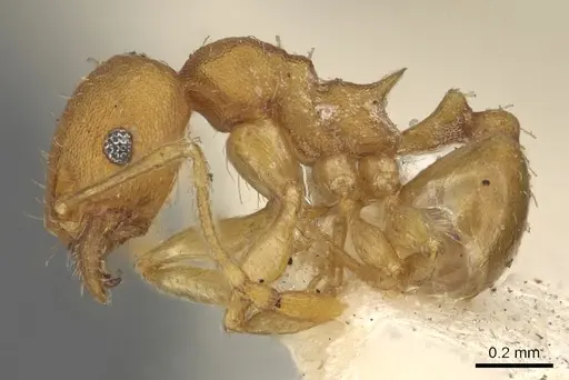 Pheidole variabilis specimen CASENT0901497 image casent0901497_3