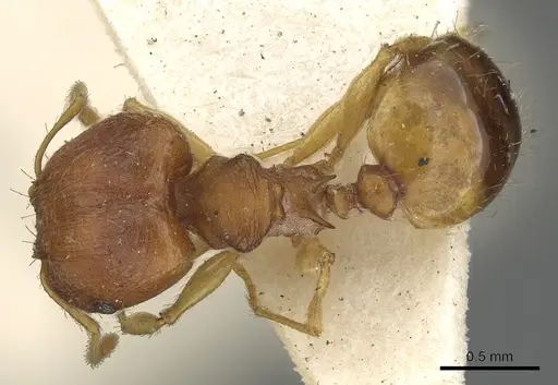 Pheidole variabilis specimen CASENT0901498 image casent0901498_1