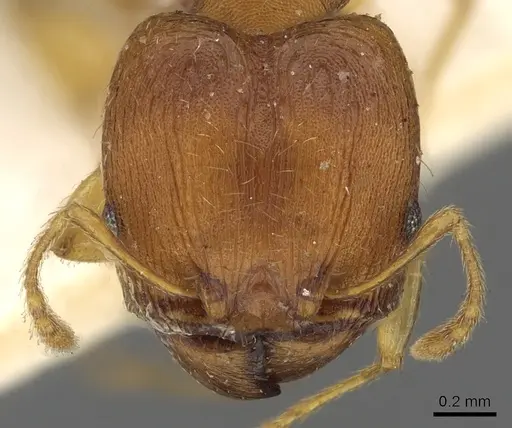Pheidole variabilis specimen CASENT0901498 image casent0901498_2