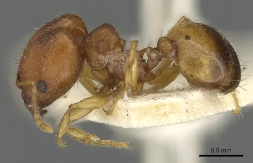 Pheidole variabilis specimen CASENT0901498 image casent0901498_3