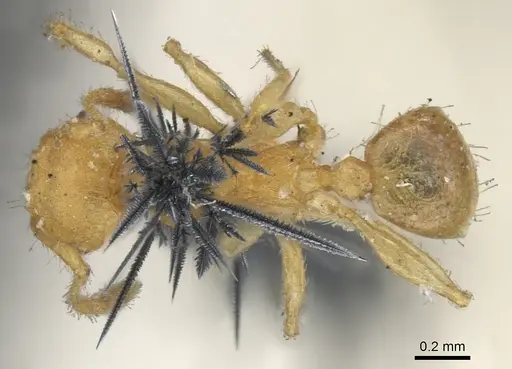 Pheidole variabilis specimen CASENT0901547 image casent0901547_1
