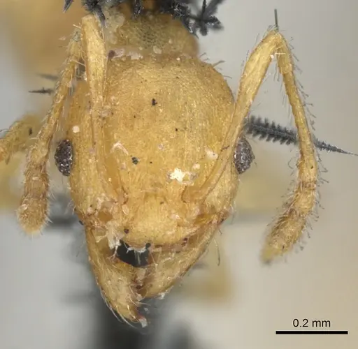 Pheidole variabilis specimen CASENT0901547 image casent0901547_2