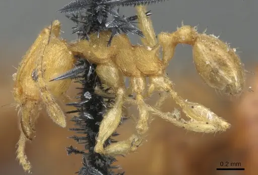 Pheidole variabilis specimen CASENT0901547 image casent0901547_3