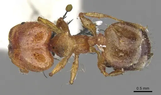 Pheidole variabilis specimen CASENT0901548 image casent0901548_1