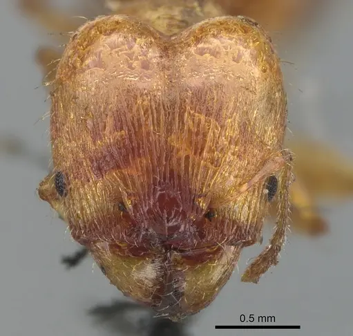 Pheidole variabilis specimen CASENT0901548 image casent0901548_2