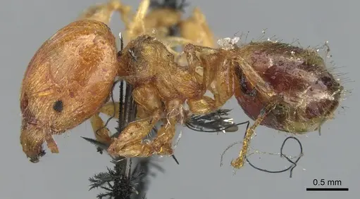 Pheidole variabilis specimen CASENT0901548 image casent0901548_3