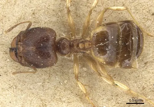Pheidole variabilis specimen CASENT0904277 image casent0904277_1