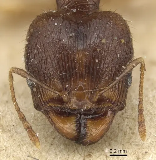 Pheidole variabilis specimen CASENT0904277 image casent0904277_2