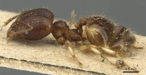 Pheidole variabilis specimen CASENT0904277 image casent0904277_3