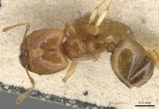 Pheidole variabilis specimen CASENT0904279 image casent0904279_1