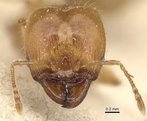 Pheidole variabilis specimen CASENT0904279 image casent0904279_2