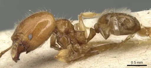 Pheidole variabilis specimen CASENT0904279 image casent0904279_3