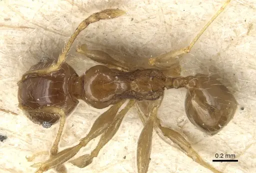 Pheidole variabilis specimen CASENT0904280 image casent0904280_1