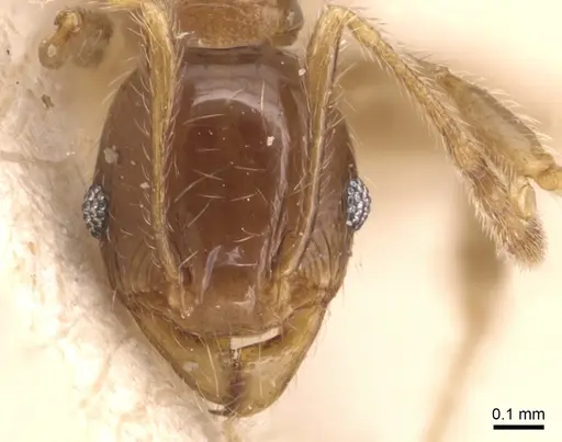 Pheidole variabilis specimen CASENT0904280 image casent0904280_2