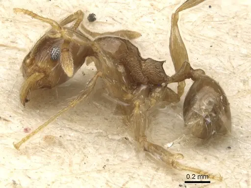 Pheidole variabilis specimen CASENT0904280 image casent0904280_3