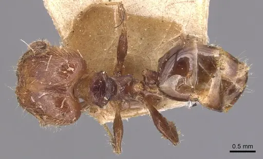 Pheidole variabilis specimen CASENT0904292 image casent0904292_1