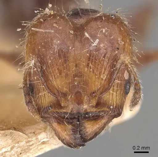 Pheidole variabilis specimen CASENT0904292 image casent0904292_2