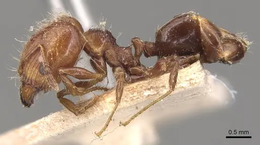 Pheidole variabilis specimen CASENT0904292 image casent0904292_3