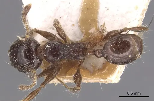 Pheidole variabilis specimen CASENT0904293 image casent0904293_1
