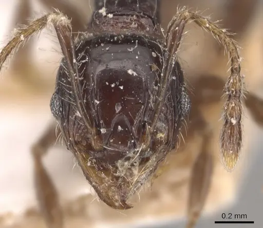 Pheidole variabilis specimen CASENT0904293 image casent0904293_2