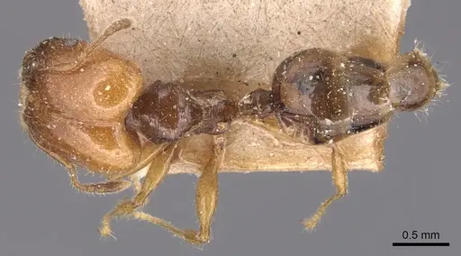 Pheidole variabilis specimen CASENT0904297 image casent0904297_1