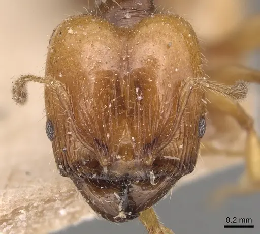 Pheidole variabilis specimen CASENT0904297 image casent0904297_2
