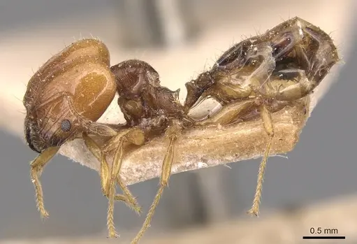 Pheidole variabilis specimen CASENT0904297 image casent0904297_3