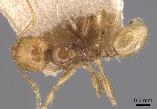Pheidole variabilis specimen CASENT0904298 image casent0904298_1
