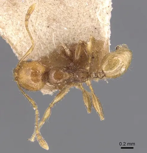 Pheidole variabilis specimen CASENT0904298 image casent0904298_2